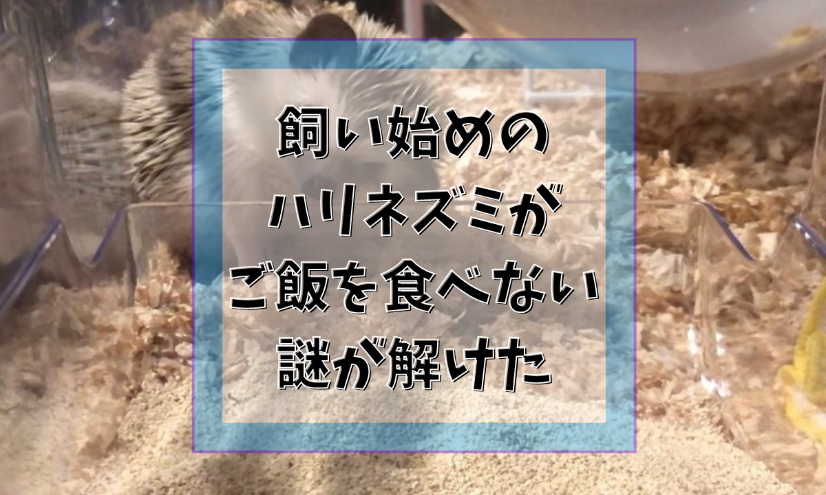 飼い始めの ハリネズミが ご飯を食べない 謎が解けた